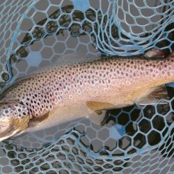 2/28　ウグイスの初鳴きを観測 ～岡崎トラウトポンド～　Lesson 14